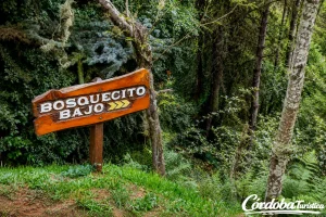 Bosquecito Bajo